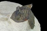 Bargain, Metacanthina Trilobite - Lghaft, Morocco #133965-3